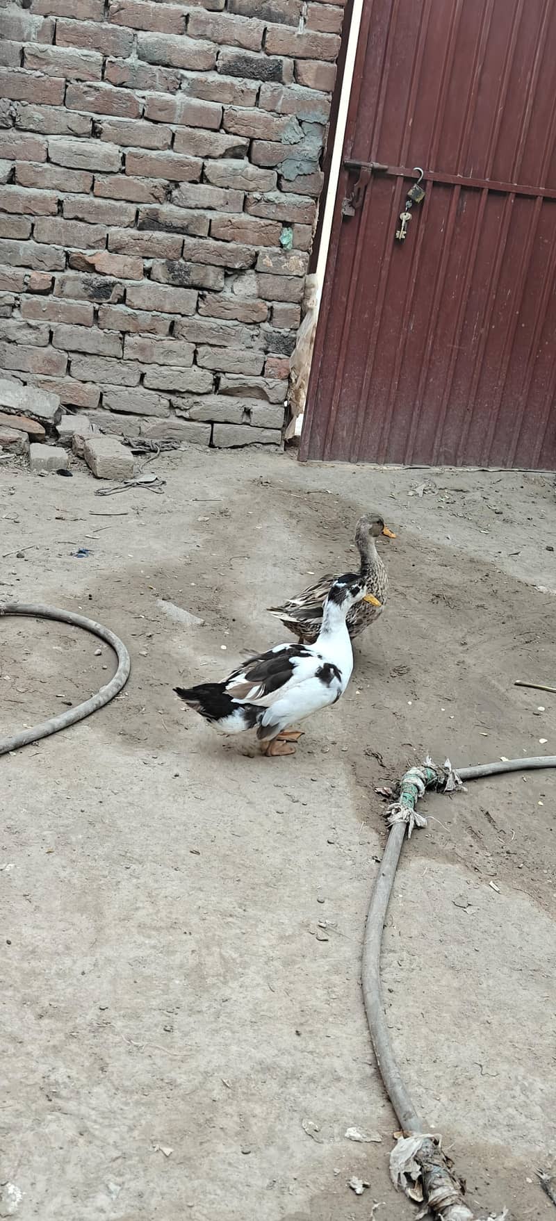 ducks breader pair 4