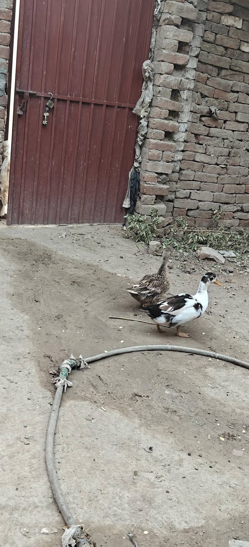 ducks breader pair 5