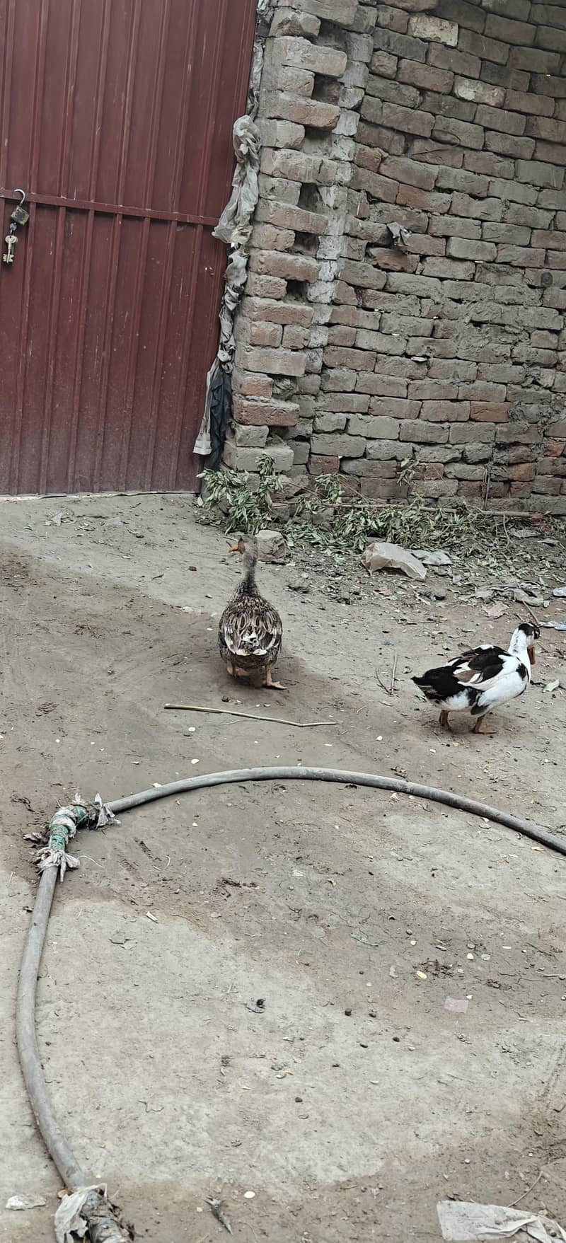 ducks breader pair 6