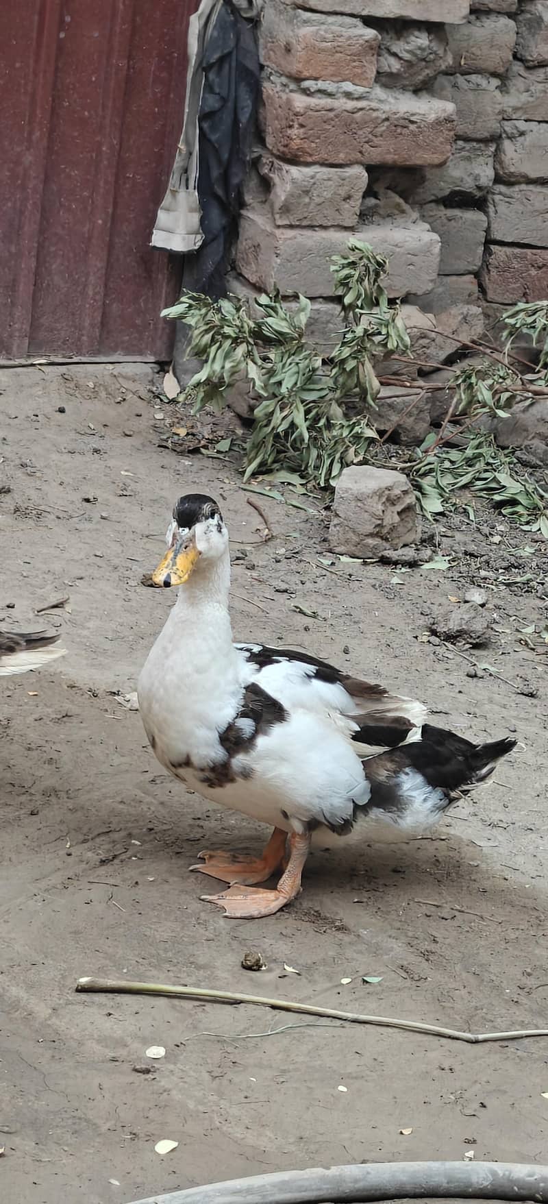 ducks breader pair 7