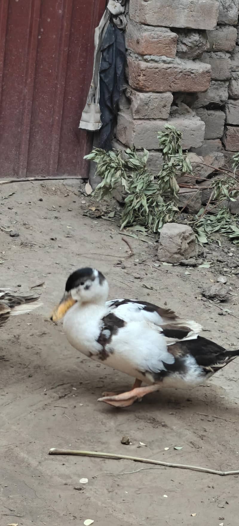 ducks breader pair 8