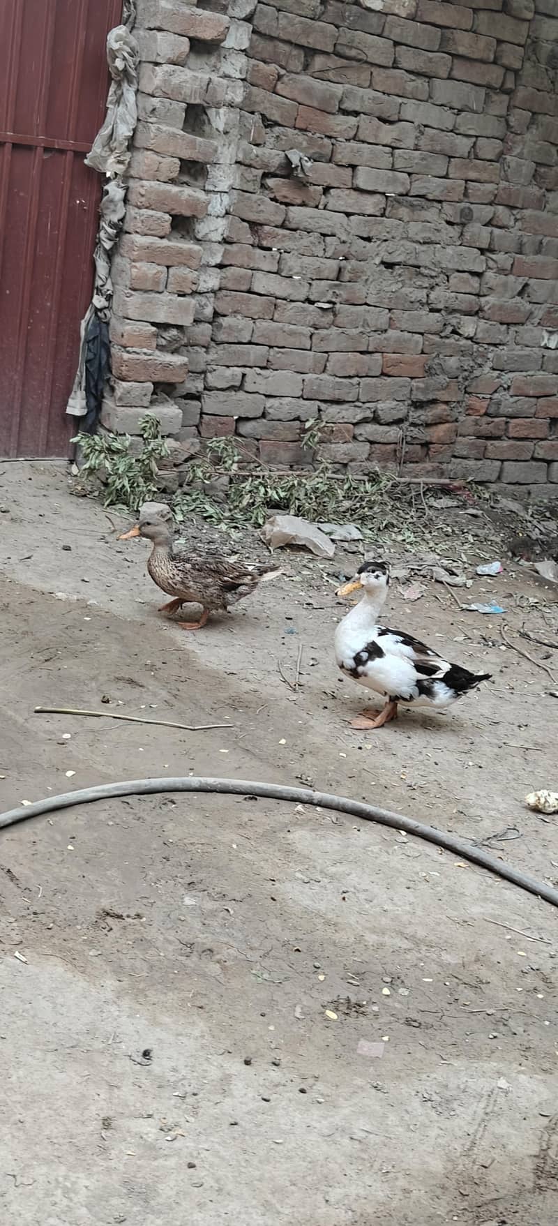 ducks breader pair 9