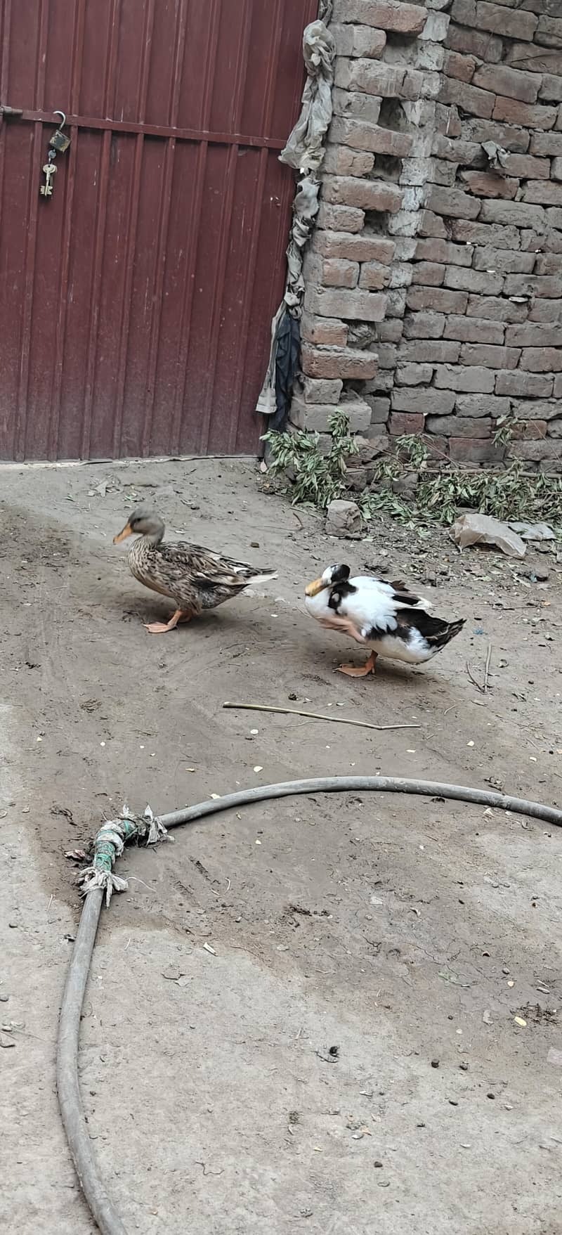 ducks breader pair 10