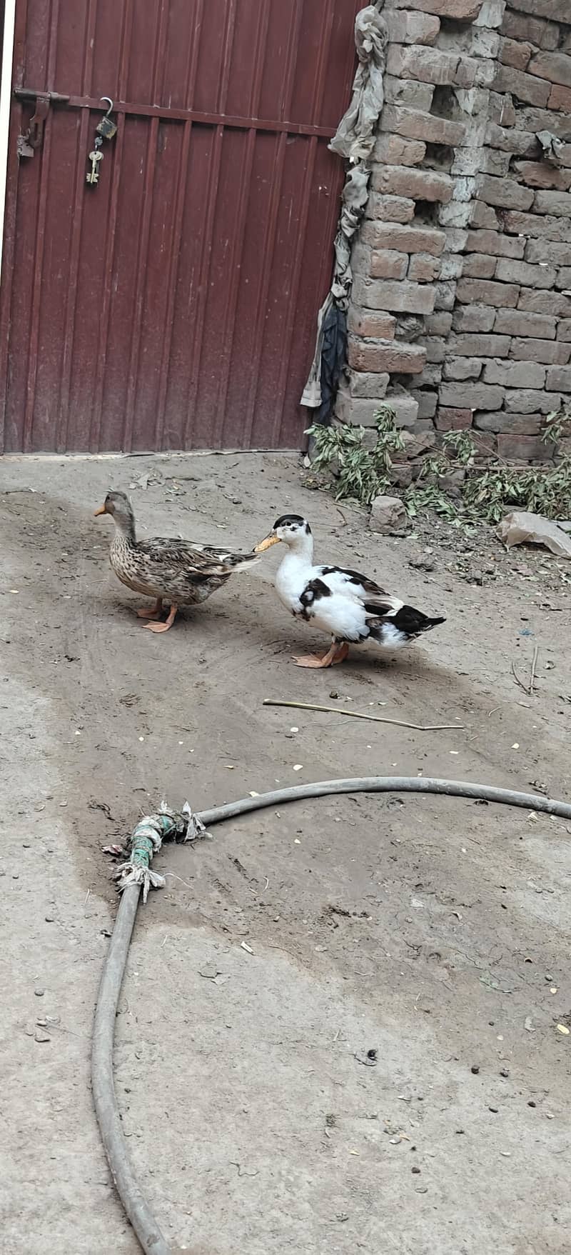 ducks breader pair 11