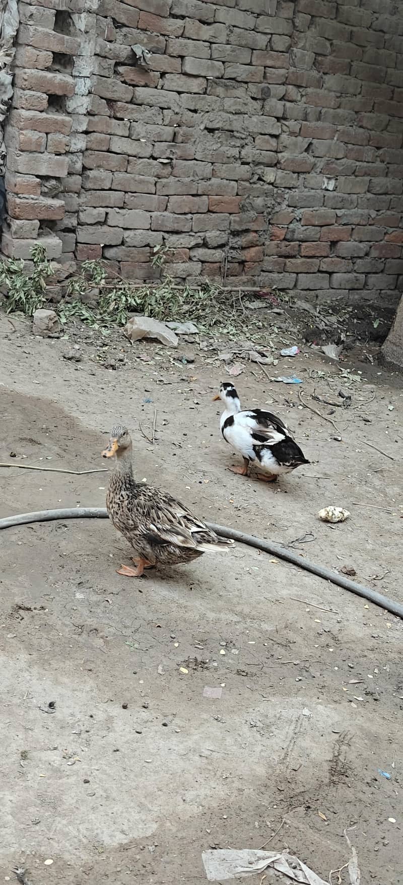 ducks breader pair 12