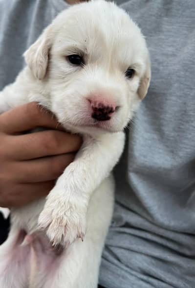 British Labrador For Sale!!