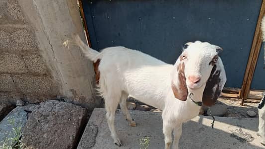 Goat For Sale
