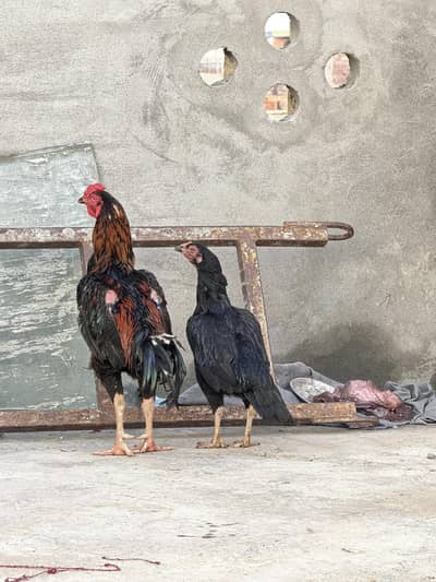 Aseel pair for sale