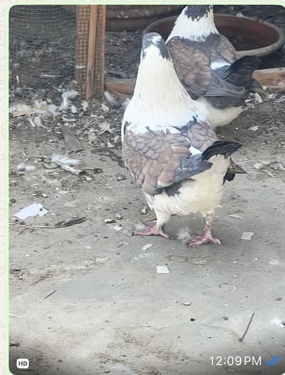 Budapest fancy pigeon fancy short face fancy  king pigeon Modena