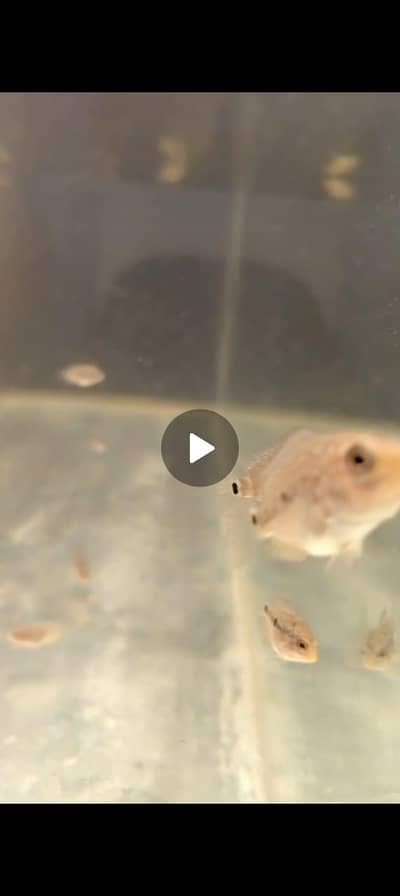 kunfa flowerhorn