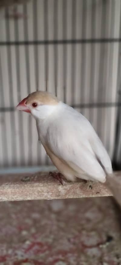 PESTLE FAWB JAVA ,FAWN OWL FINCH ,STAR FINCH MALE ,CHARCOAL FINCH PAIR