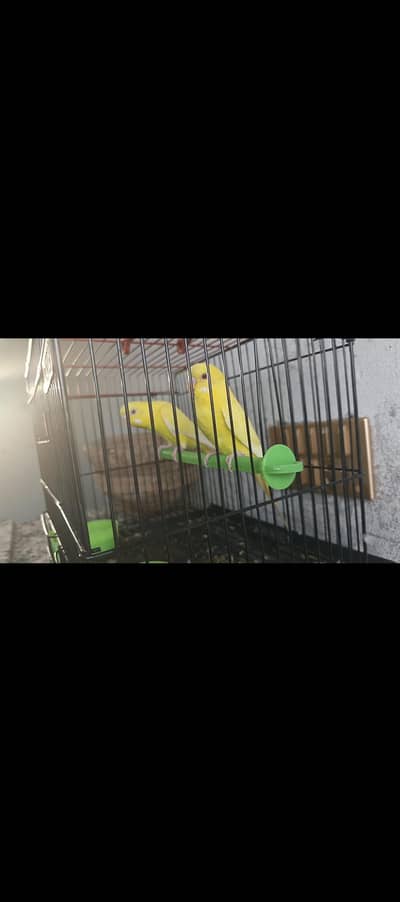 red aize breeder pair with cage
