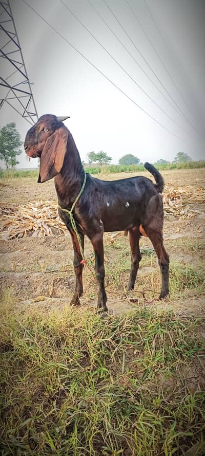 2 bakry for sale full healthy and active