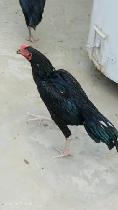 jet black Mushka lasani Male. Lasani Male. Mushka lasani Male