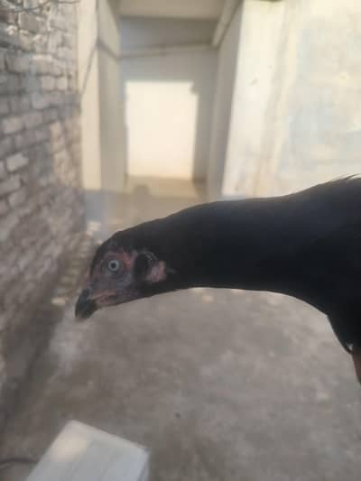 highest quality lasani kruk Madi for sale