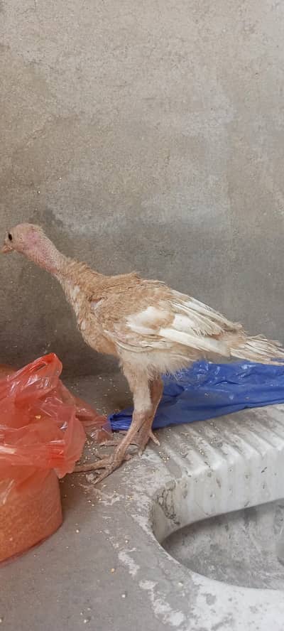 Golden turkey