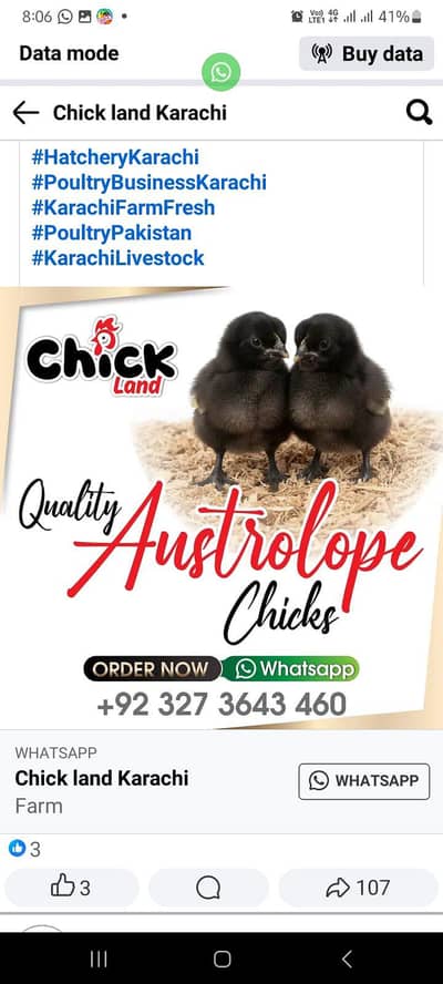 Australorp chicks available karachi