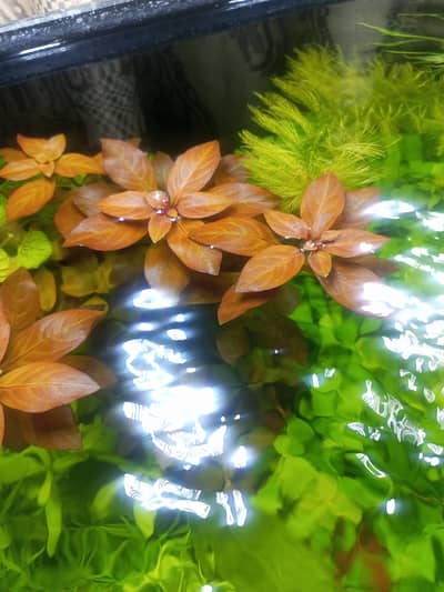 plants for aquarium
