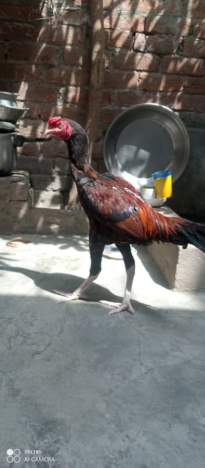 aseel patha mainwala