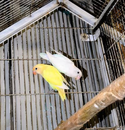 Love Birds Pair For Sale