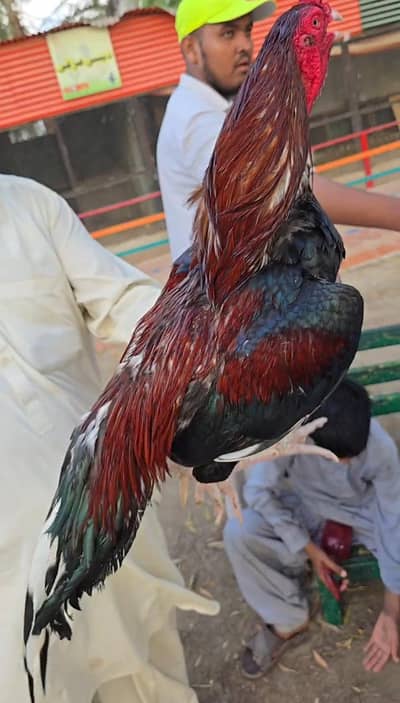 mianwali aseel murgha full ective