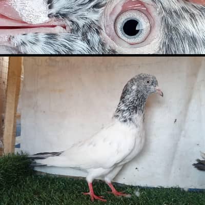 joro waly pigeon / Kabootar | Cage | Pinjra | Jory with cages. . . 1500pr