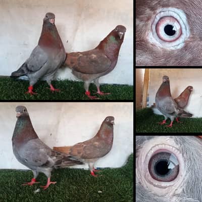 joro waly pigeon / Kabootar | Cage | Pinjra | Jory with cages. . . 1500pr
