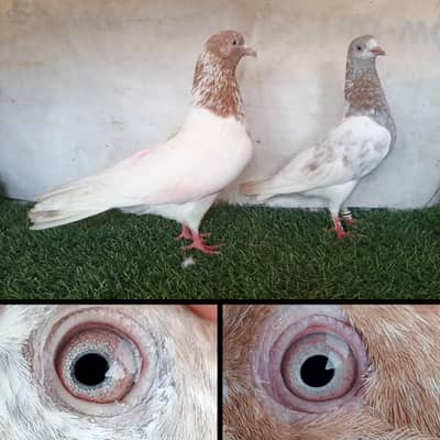 joro waly pigeon / Kabootar | Cage | Pinjra | Jory with cages. . . 1500pr