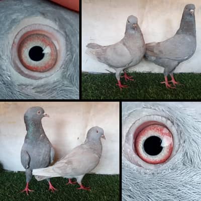 joro waly pigeon / Kabootar | Cage | Pinjra | Jory with cages. . . 1500pr