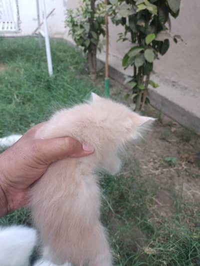 parcyan kittan for sale in Bahwalpur