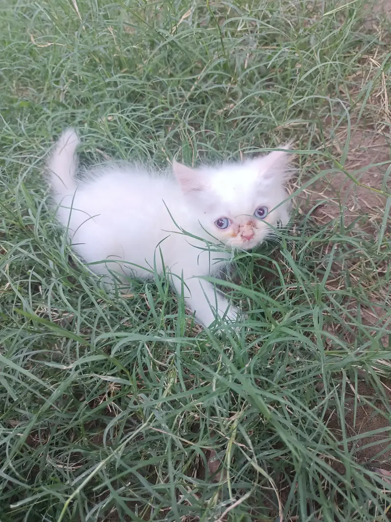 parcyan kittan for sale in Bahwalpur — photo 2