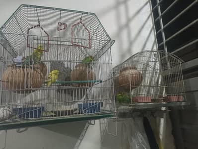 Australian parrots male female