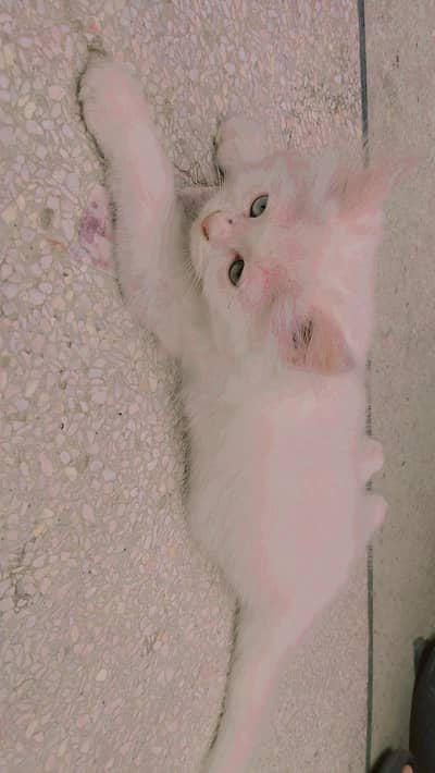 kitten female_odd eyes