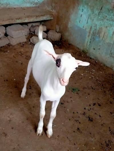 gulabi teddy bakra| abluk tedda | Bakri | teddy Goat_teddi bakra
