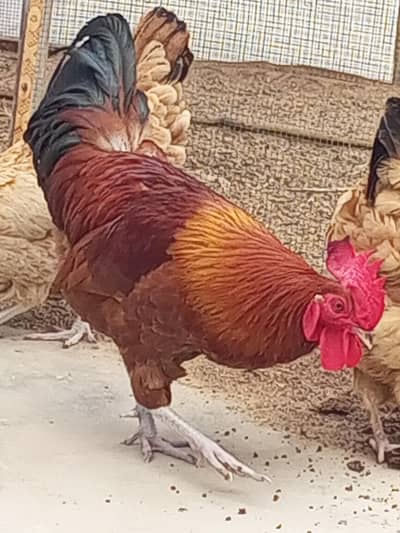 2 pair desi hens female egg laying krti hai
