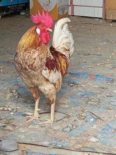 1 white misri male available