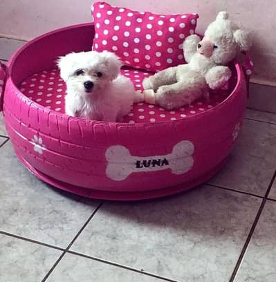 dog house