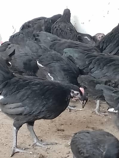 Austrolop chicks for sale /Black chicks for sale