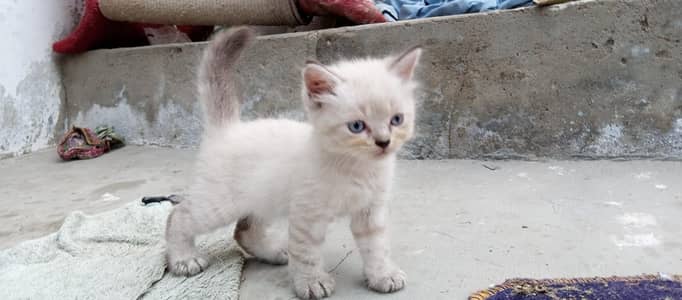 Persoan Kittens