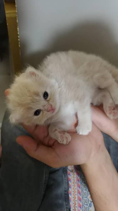 Persoan Kittens