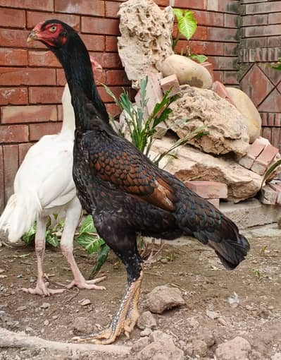 Aseel | hens | Shamo | l for sale