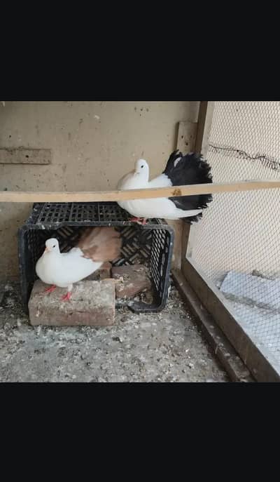 sherazi pigeon for sale