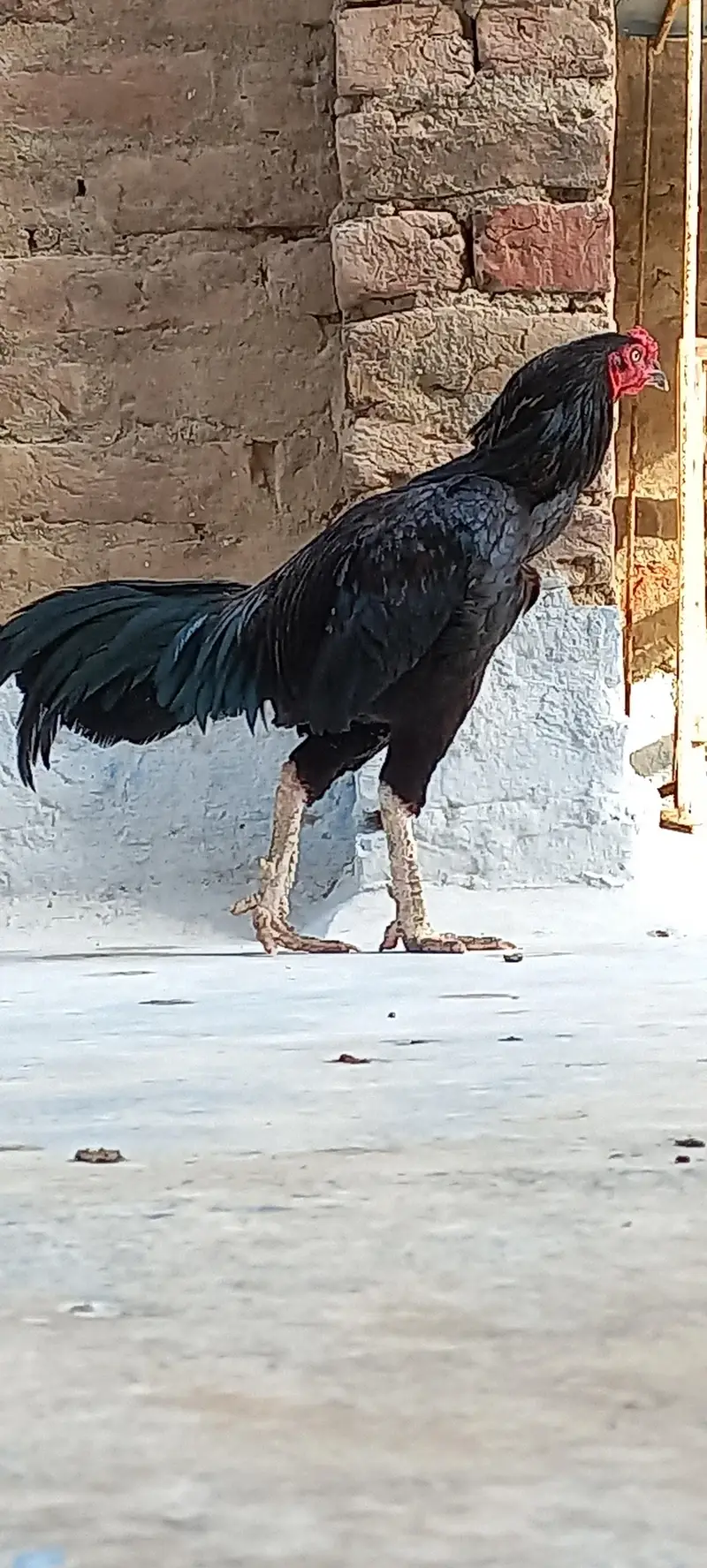 murga — photo 3