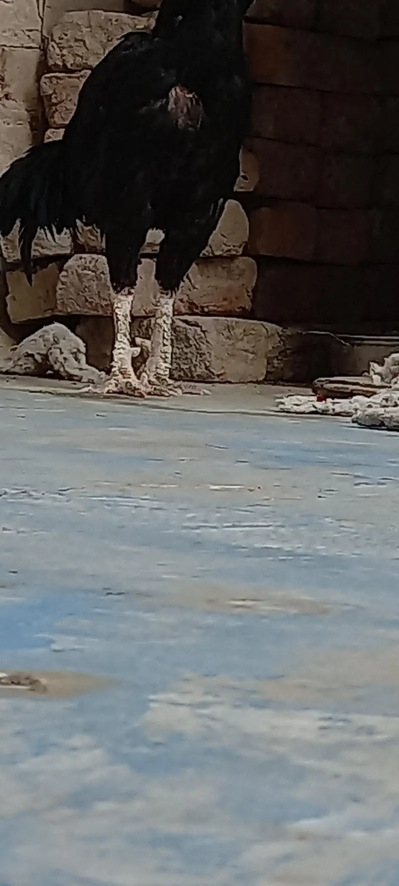 murga — photo 8