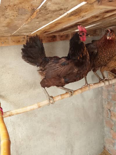 Egg laying