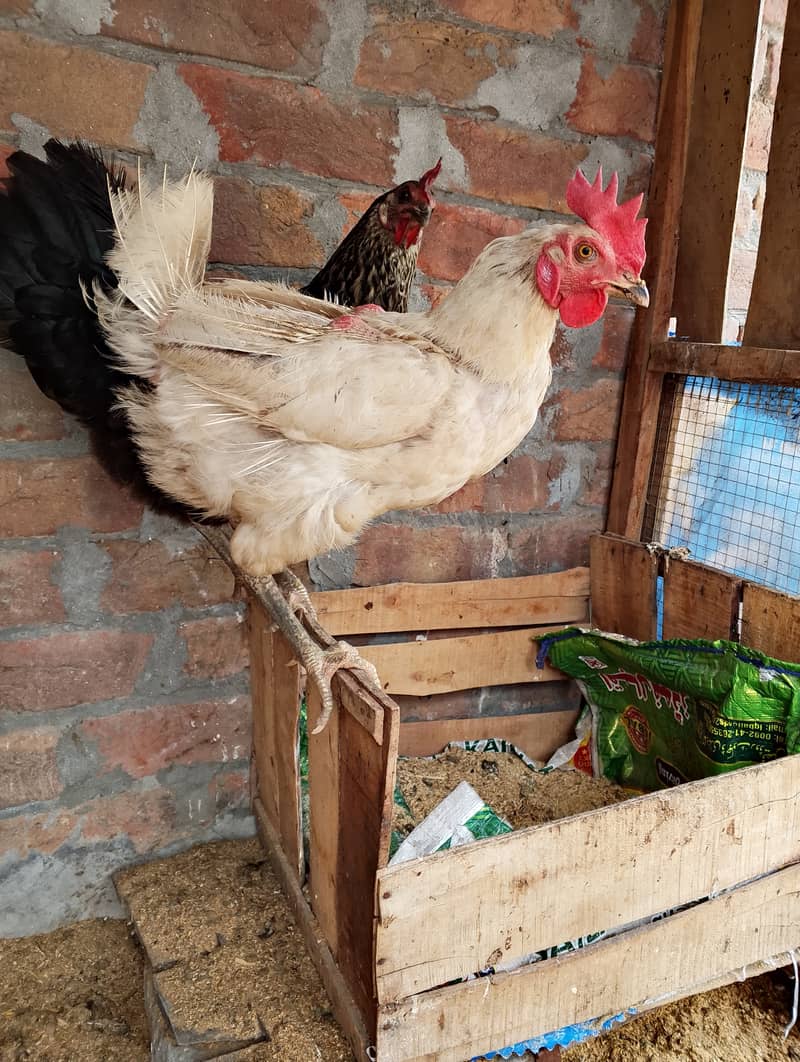 Egg laying 1