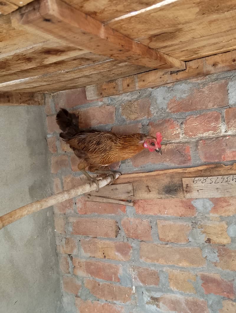 Egg laying 2