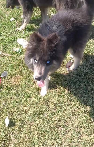 siberian husky