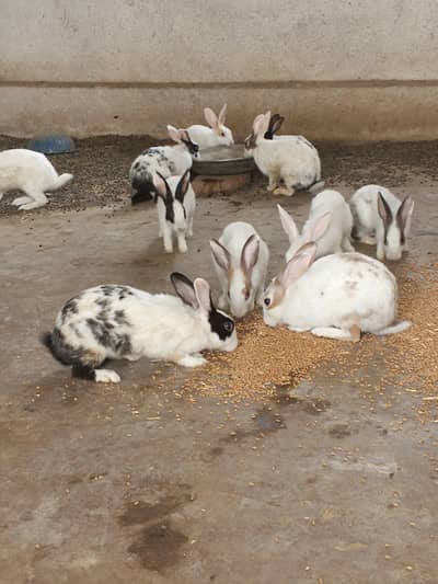 Rabbit