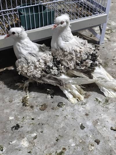 silver saddle chiks pair